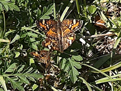 [Top down view of the butterflies. The two mating have their wings fully open and are joined tail to tail. One is significantly larger than the other and the patterns on them are slightly different. The third butterfly is approximately the same size at the smaller one and has its head near the head of the smaller one. Only the left wing is visible because the right wing is vertical.]